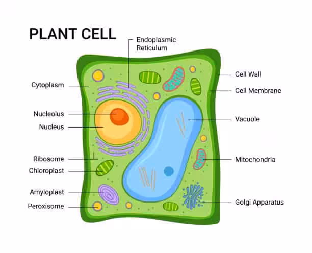 Vector illustration of the Plant cell anatomy structure. Infographic with nucleus, mitochondria, endoplasmic reticulum, golgi apparatus, cytoplasm, wall membrane