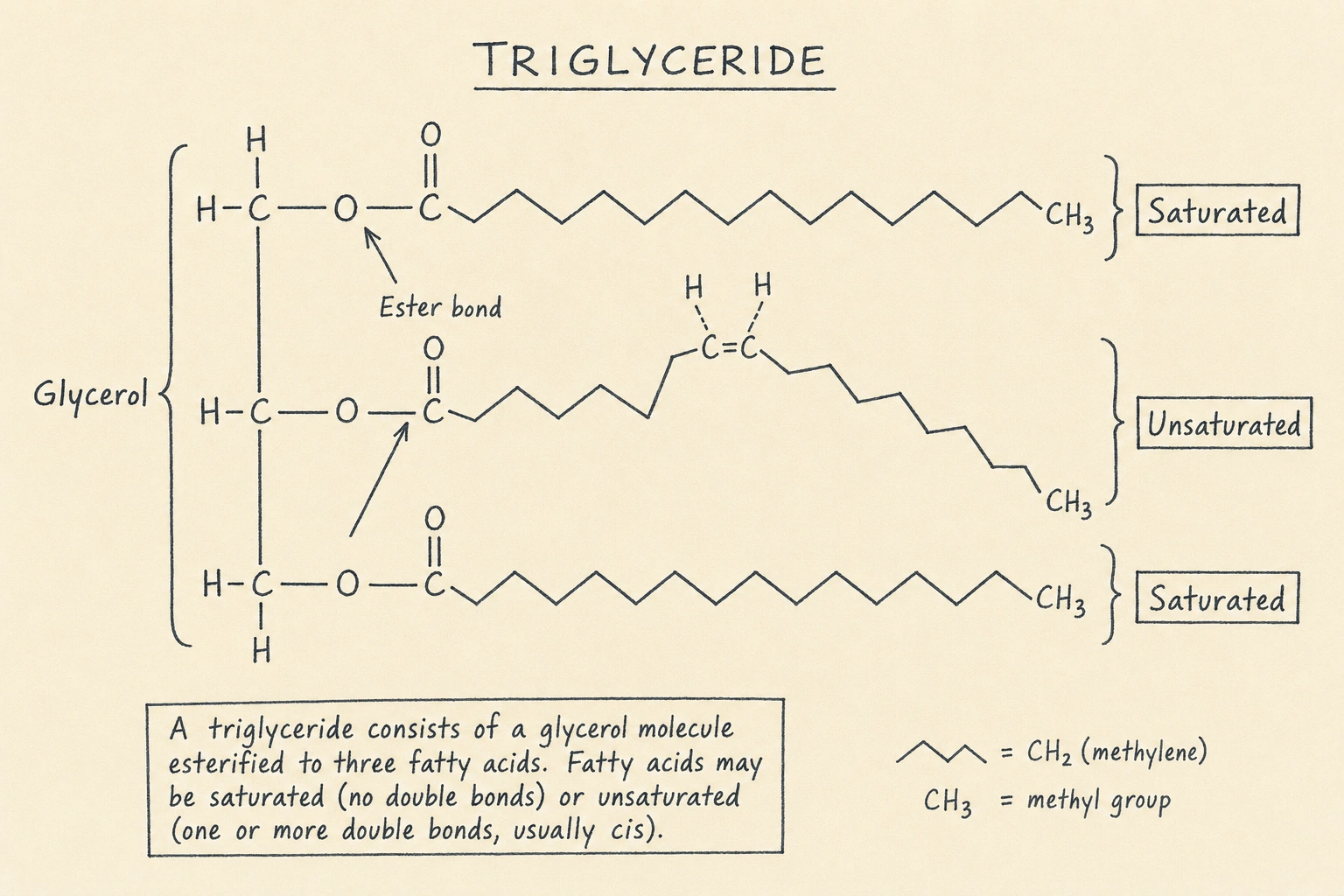 Triglyceride molecular structure showing glycerol backbone bonded to three fatty acid chains via ester bonds, comparing saturated (straight) and unsaturated (kinked) fatty acids with atom labels