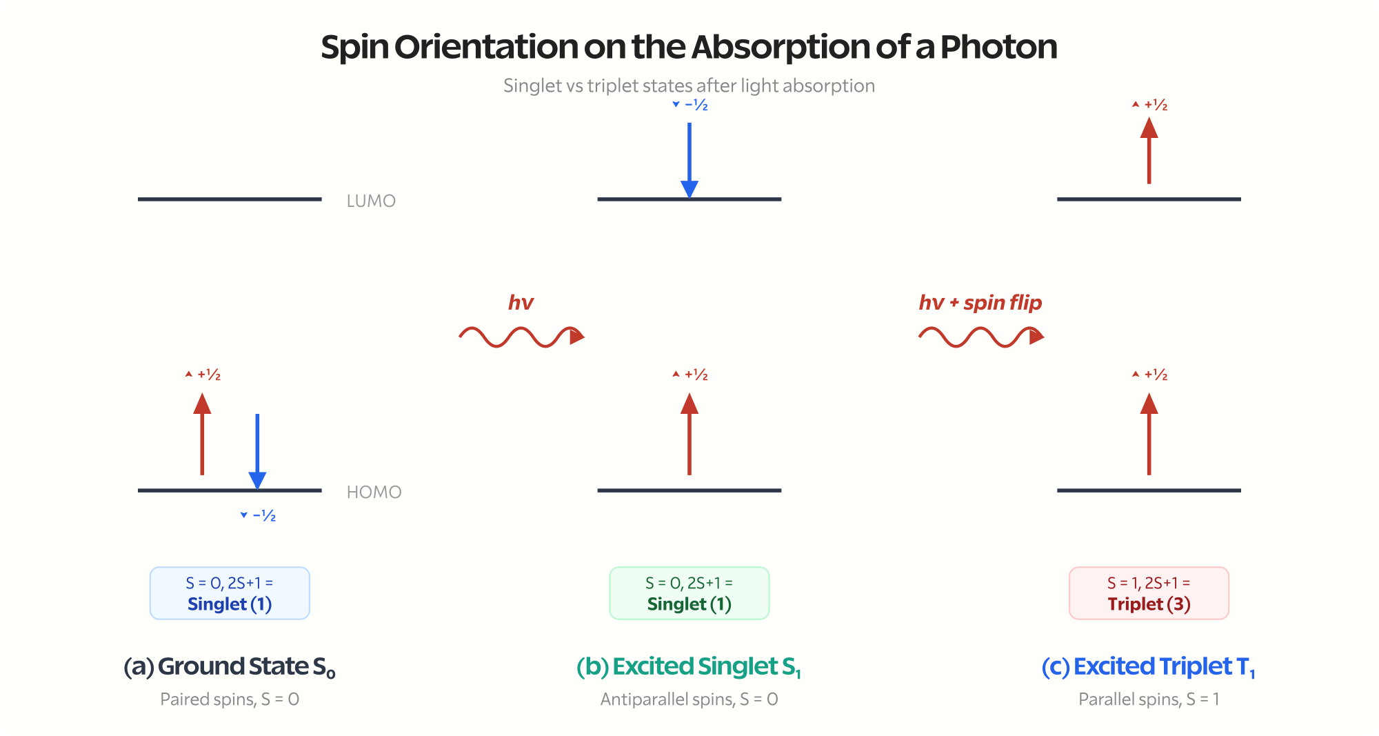 Spin orientation diagram showing ground state singlet, excited singlet, and excited triplet states after photon absorption