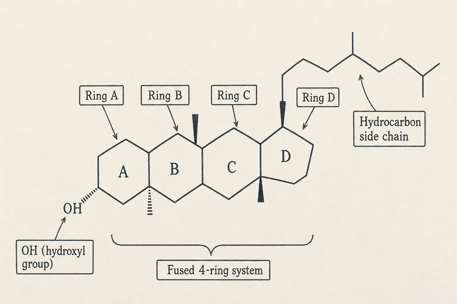 Cholesterol molecular structure showing the four fused rings (three cyclohexane A, B, C and one cyclopentane D) with hydroxyl group and hydrocarbon side chain — the steroid backbone