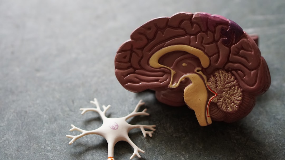 Anatomical brain model showing regions involved in mathematical cognition