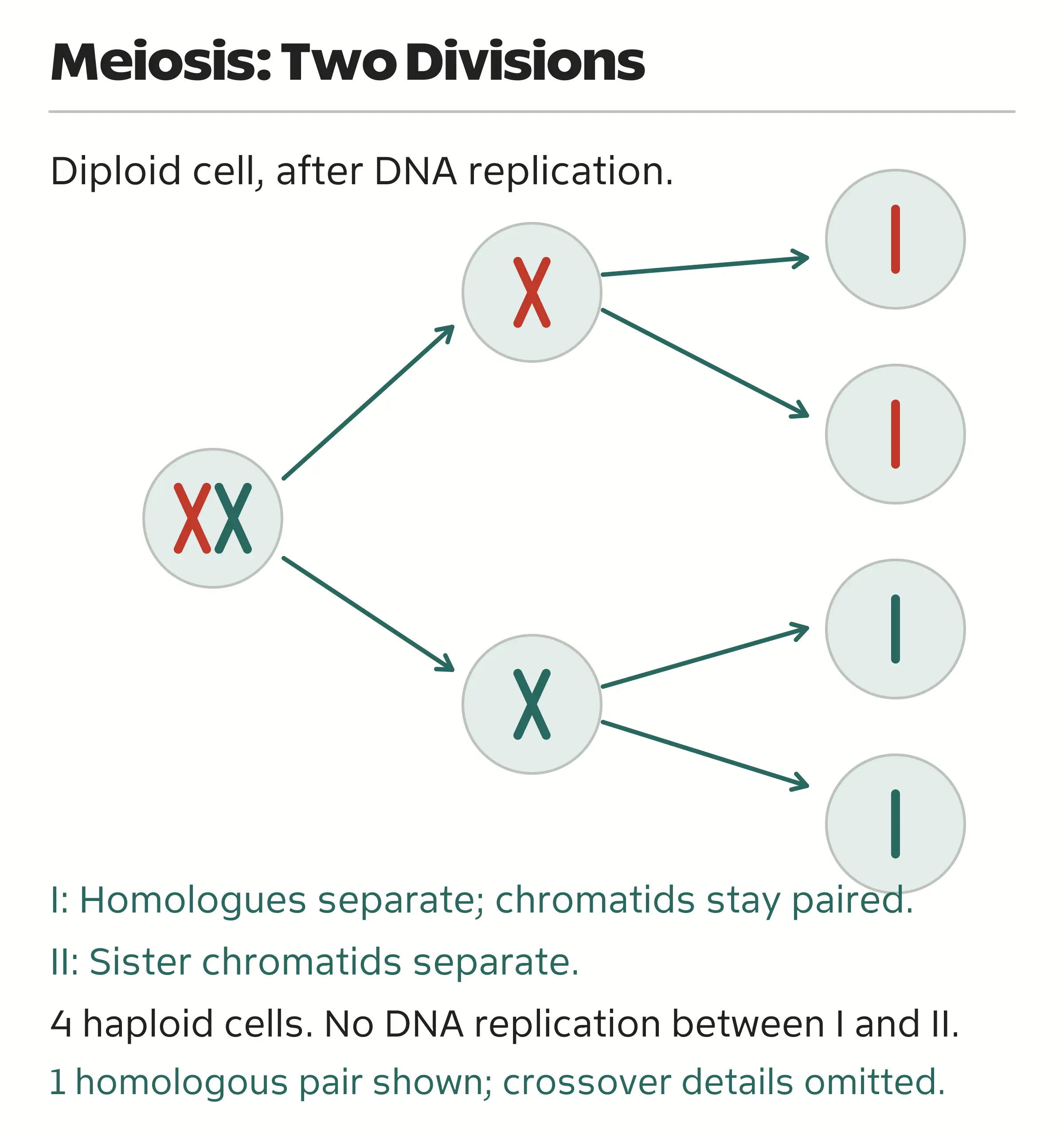 A replicated diploid cell separates homologous chromosomes in meiosis I and sister chromatids in meiosis II, forming four haploid cells.