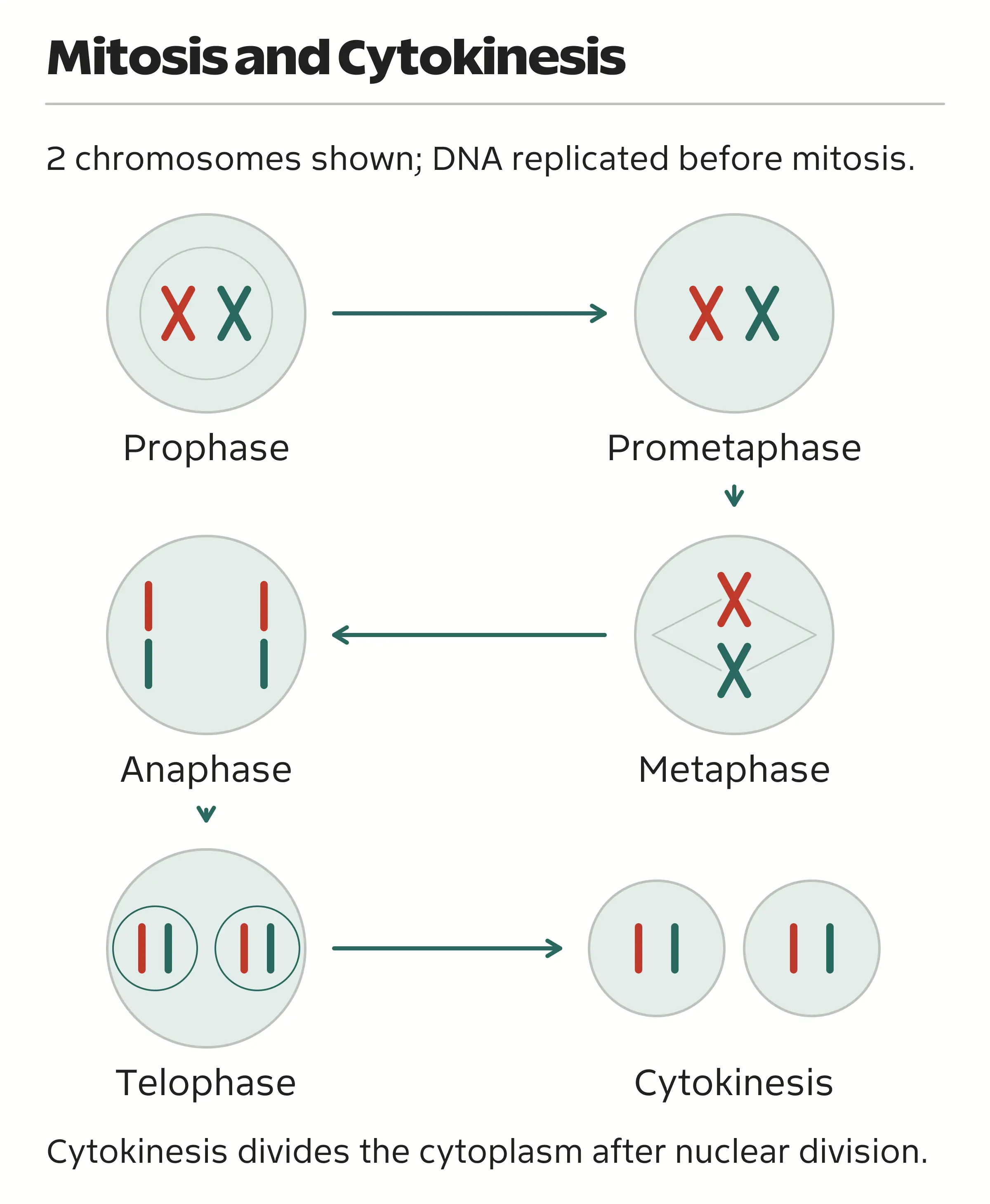 Two replicated chromosomes pass through prophase, prometaphase, metaphase, anaphase and telophase before cytokinesis forms two cells with the same chromosome count.