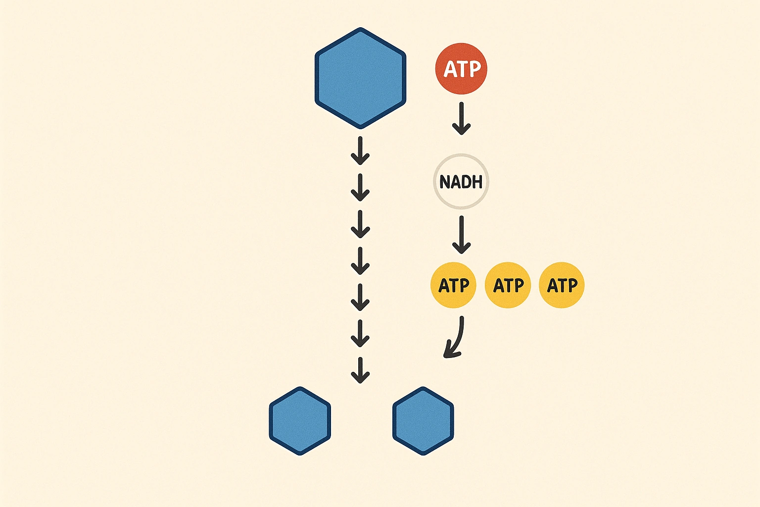 Glycolysis illustration