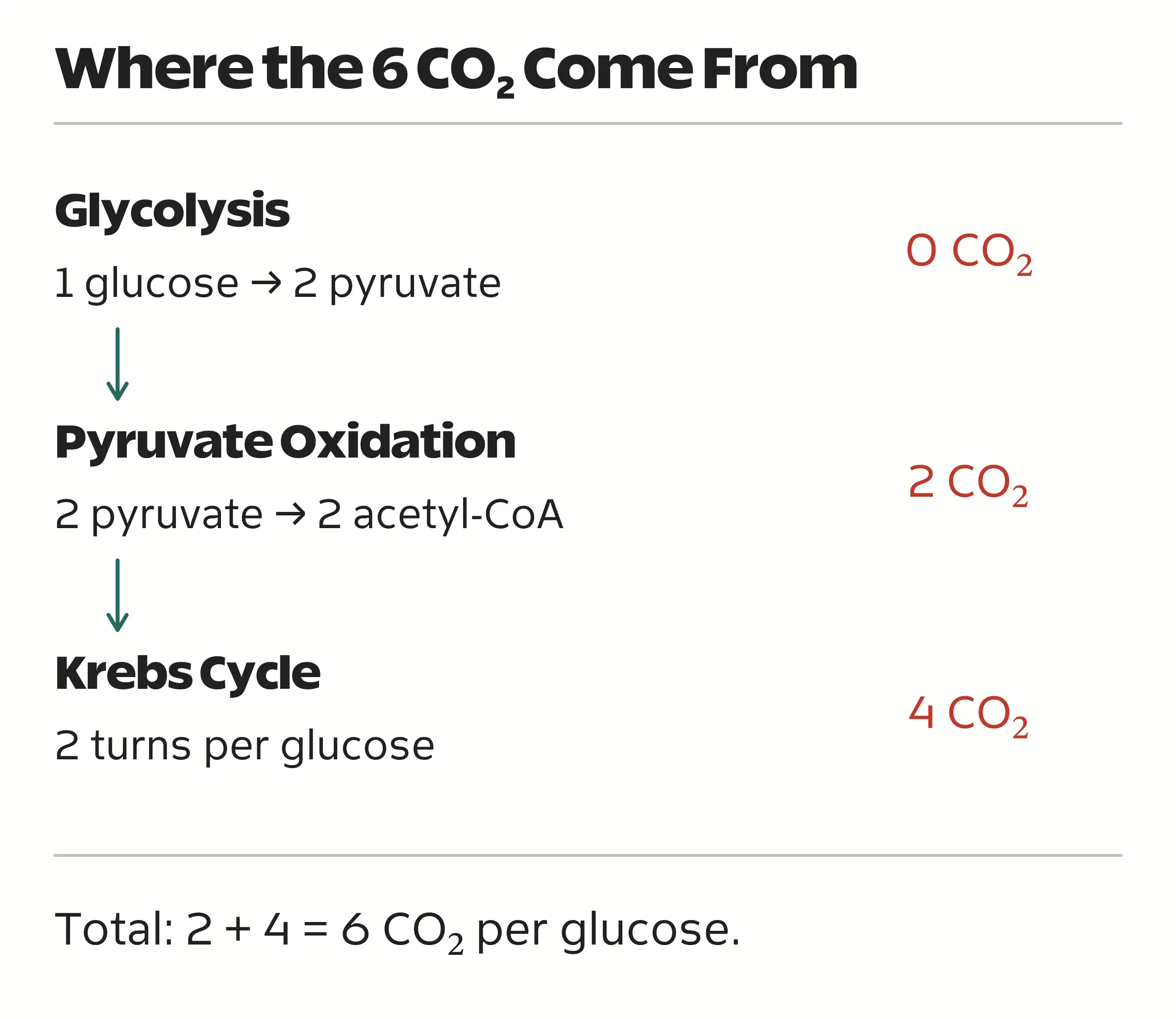 Per glucose, glycolysis releases no carbon dioxide, pyruvate oxidation releases 2 molecules, and the Krebs cycle releases 4, totaling 6.