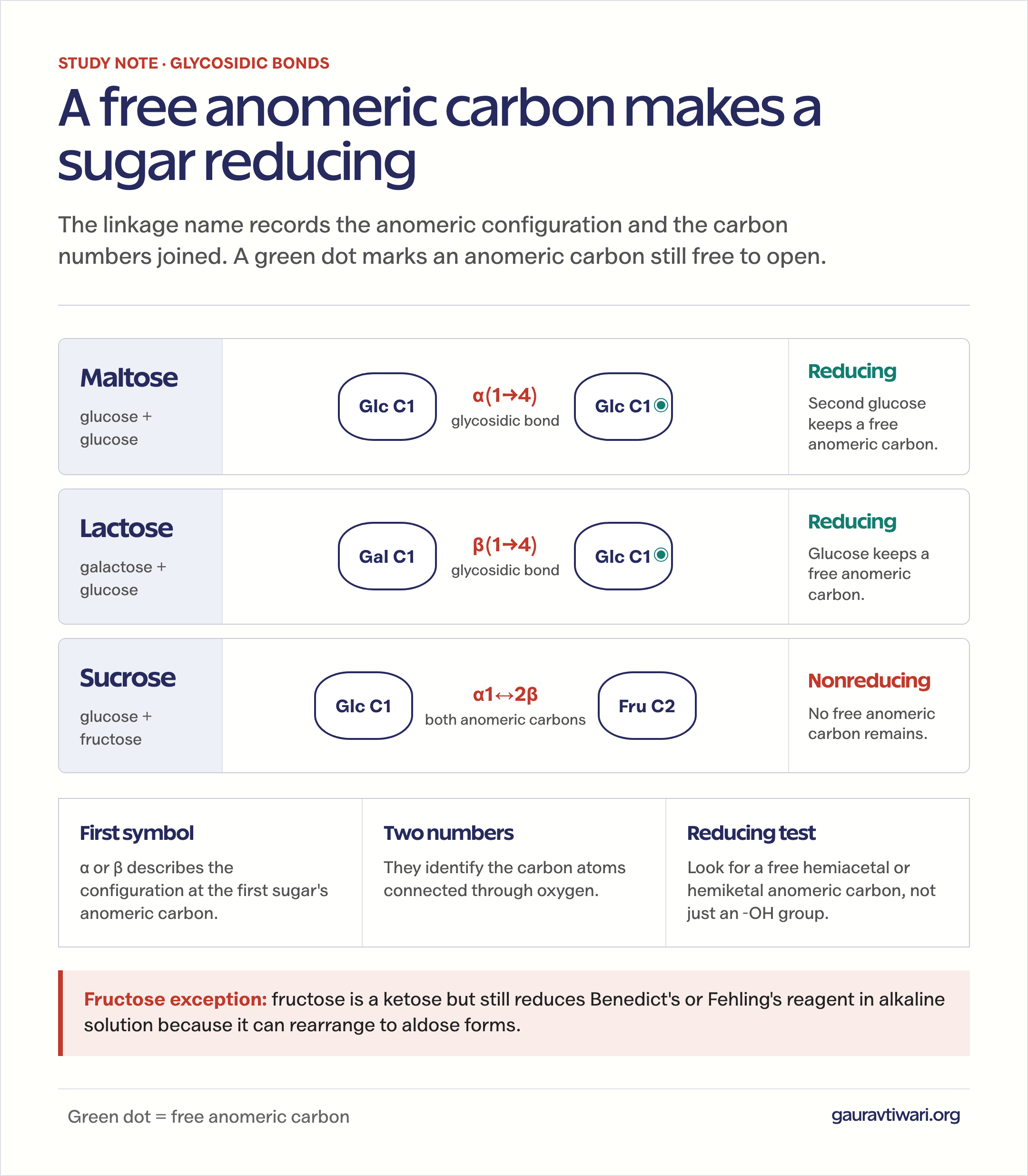 Glycosidic bond comparison of maltose, lactose, and sucrose by linkage and free anomeric carbon