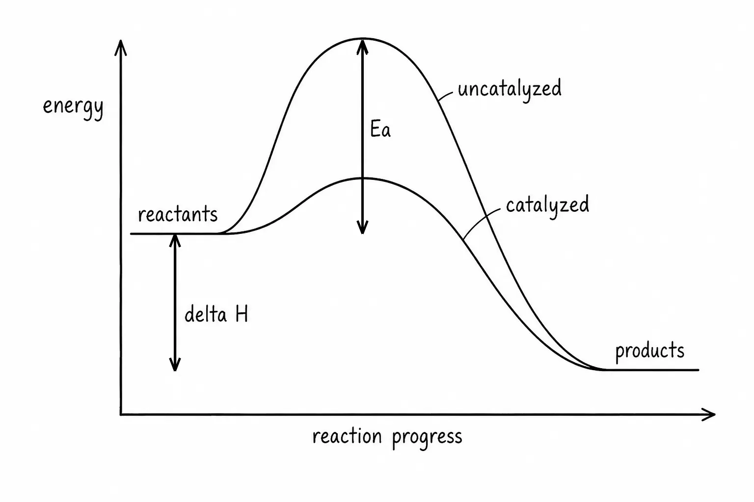 Energy profile with a tall uncatalyzed hump and a lower catalyzed hump between the same reactants and products, marking Ea and delta H
