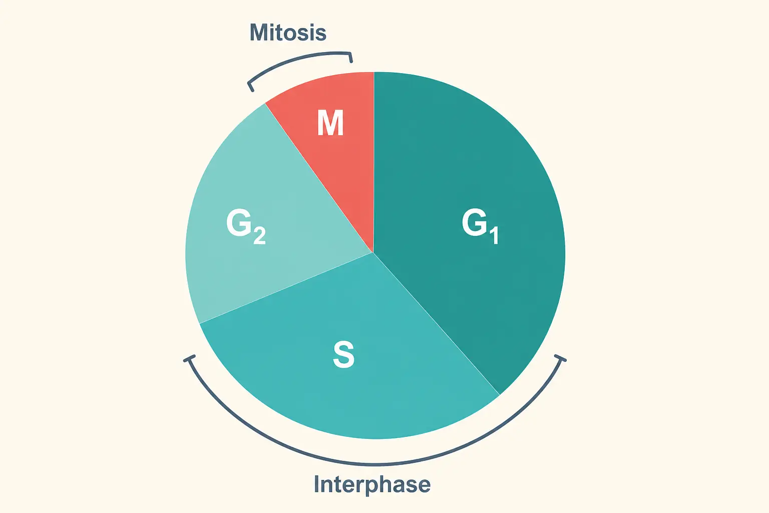 Pie chart running G1, S, G2 and M clockwise, with interphase spanning the first three and mitosis covering M
